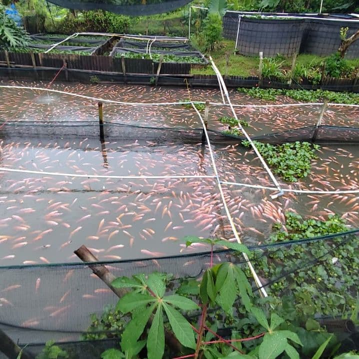 Detail Ikan Nila