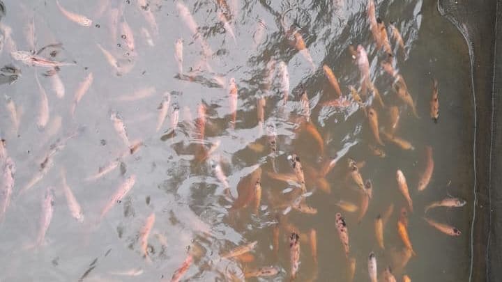 Kepadatan ikan di kolam Amerta