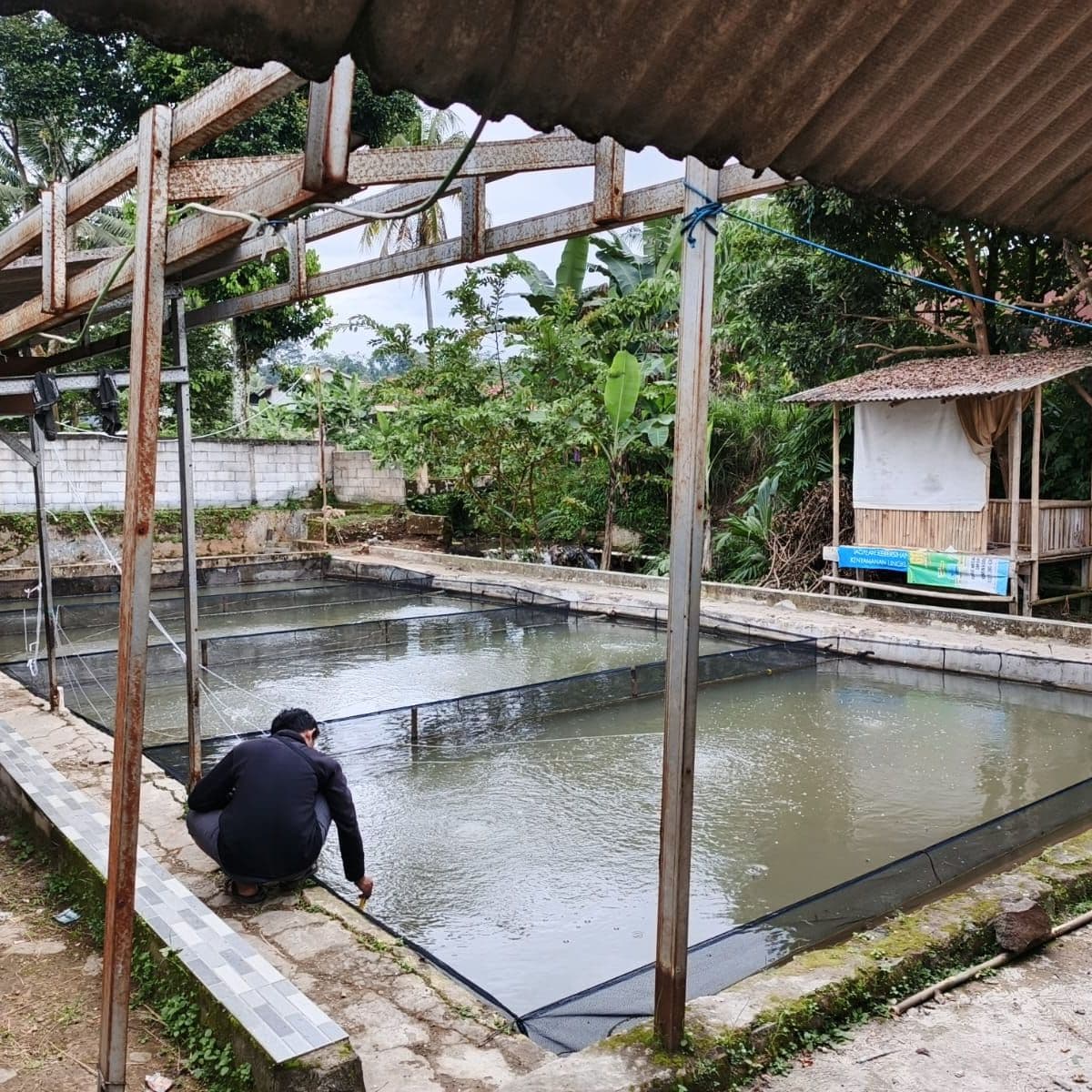 Benih Ikan Lele dari Amerta Fishery