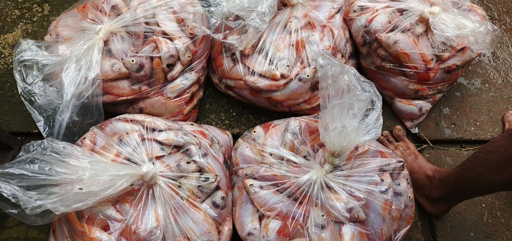 Nila segar tersusun di atas es