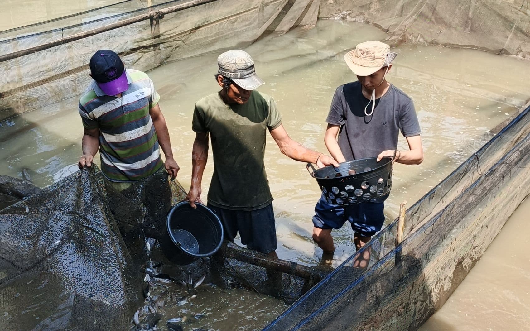 Tim Amerta Fishery bekerja di kolam