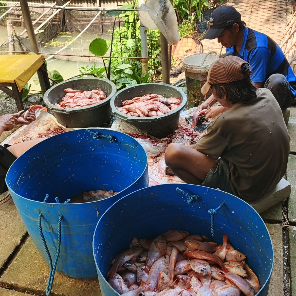 Detail Ikan Patin