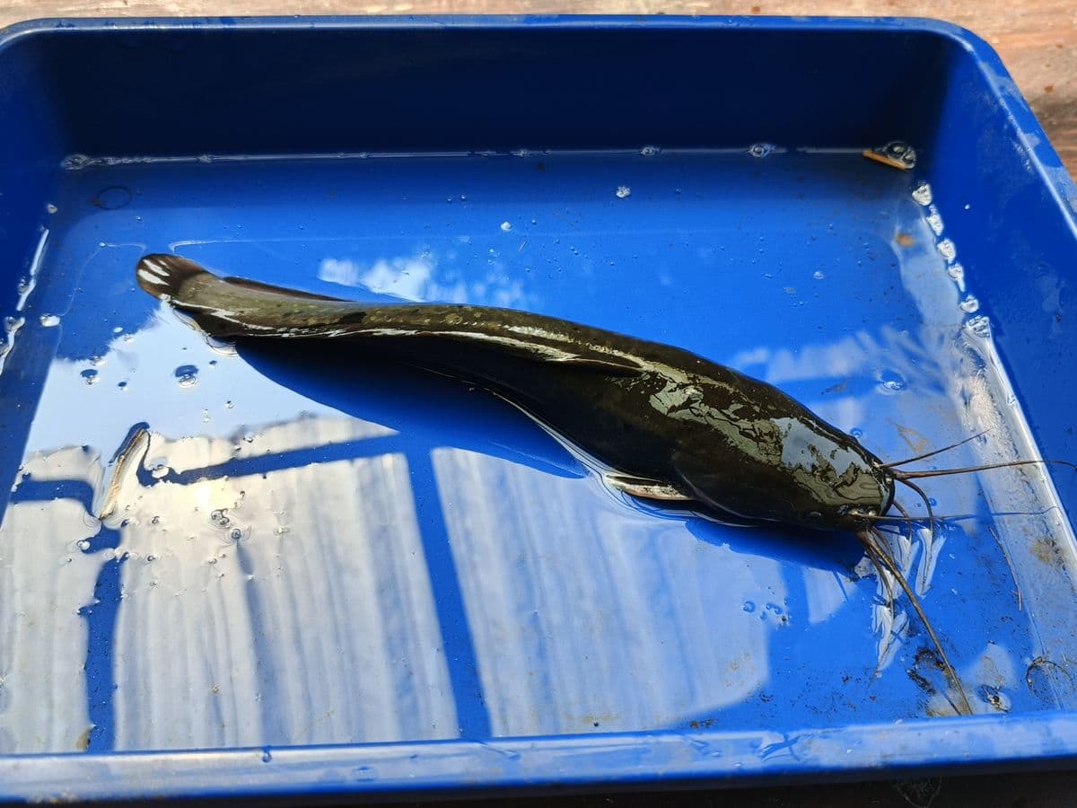 Detail Ikan Lele