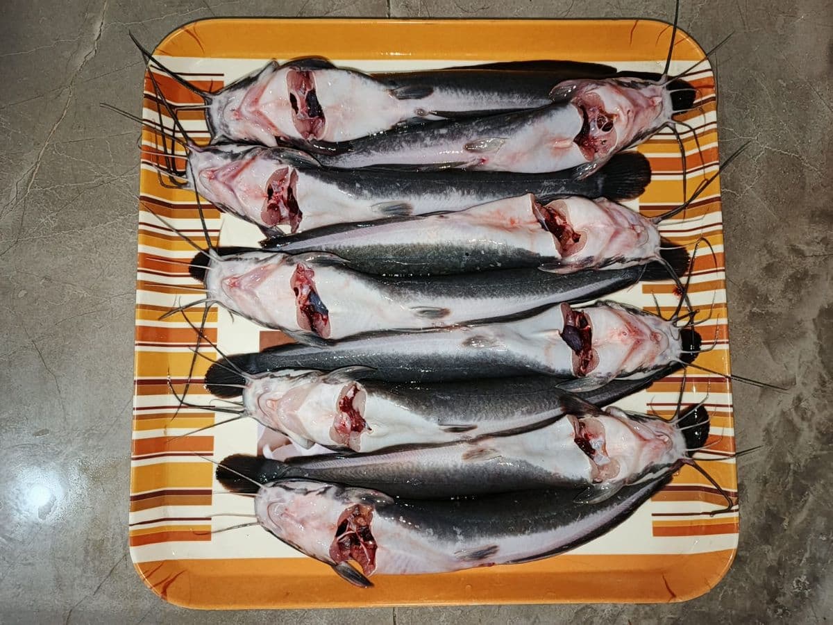 Ikan Lele dari Amerta Fishery