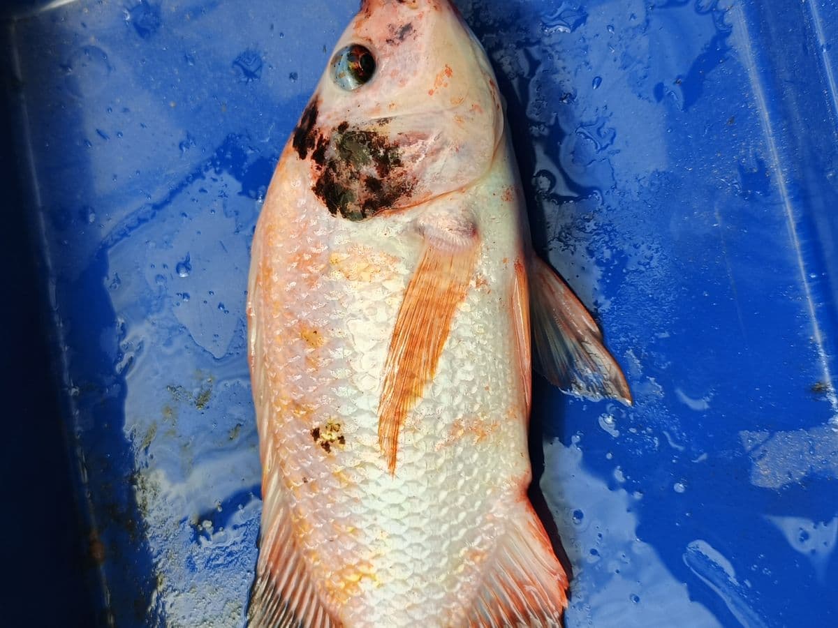 Detail Ikan Nila