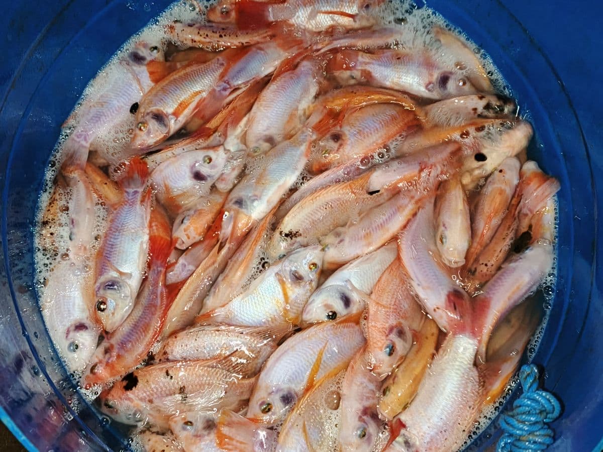 Ikan Nila dari Amerta Fishery
