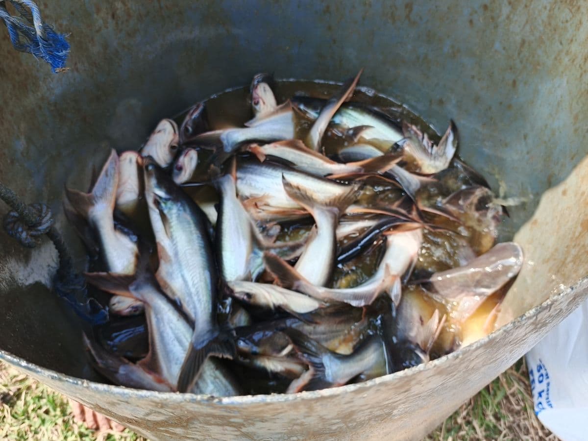 Detail Ikan Patin